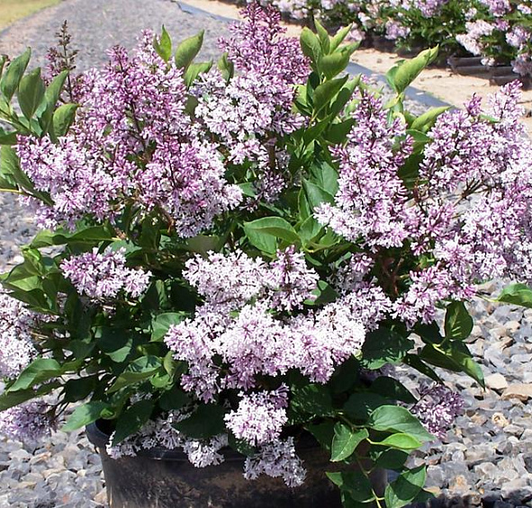 Сирень Джози (Josee)