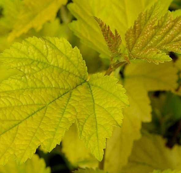 Пузыреплодник калинолистный 'Наггет'