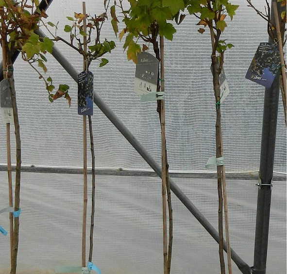 Смородина Титания (черная)