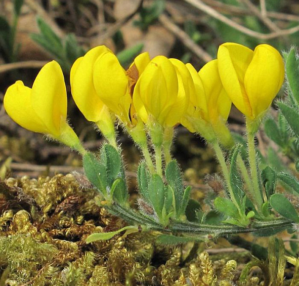 Ракитник стелющийся