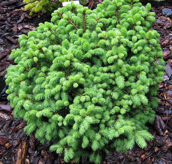 Ель обыкновенная 'Охлендорфи'