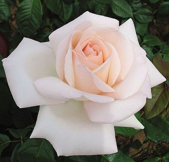 Роза Шлосс Иппенбург (Schloss Ippenburg)