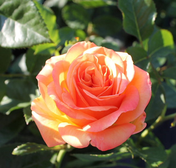 Роза 'Ибица' (чайно-гибридная) (оранжево - красная)