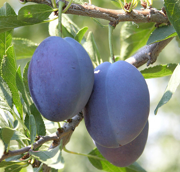 Слива 'Стенлей'