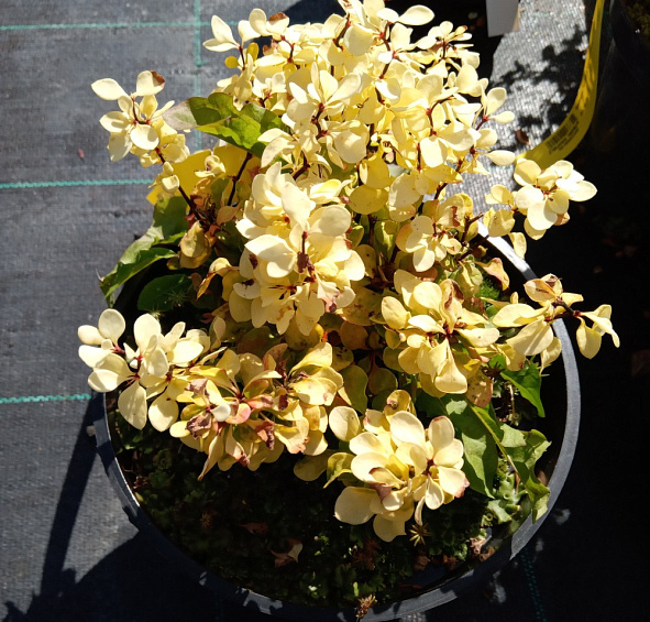 Барбарис Тунберга 'Спешл Голд'