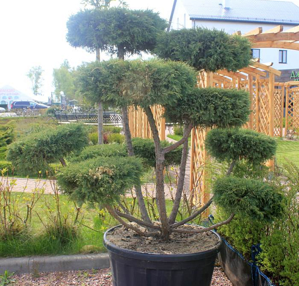 Можжевельник средний Хетц бонсай