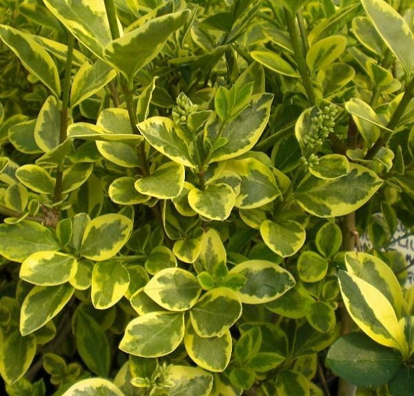 Бирючина овалолистная 'Ауреа'