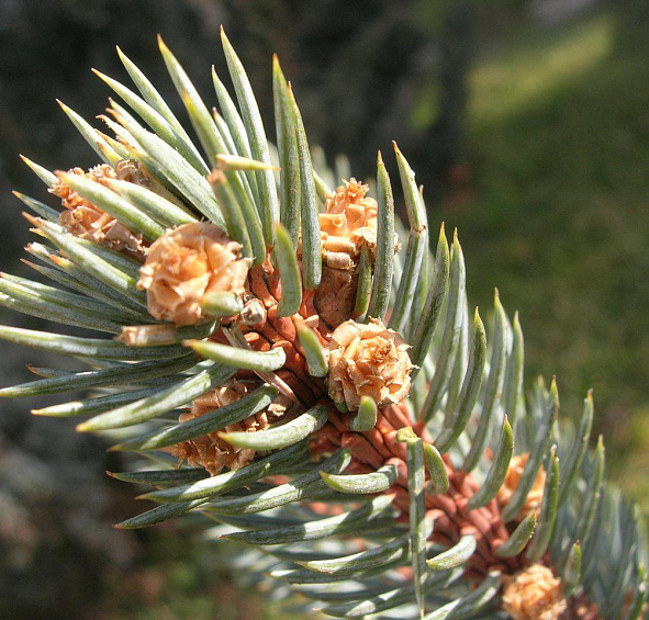 Ель колючая 'Исели Фастигиата'