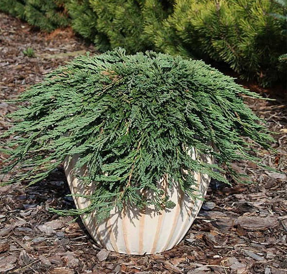 Можжевельник горизонтальный 'Панкейк'