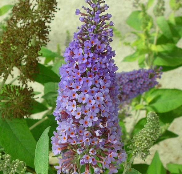 Буддлея Давида 'Лочинч'