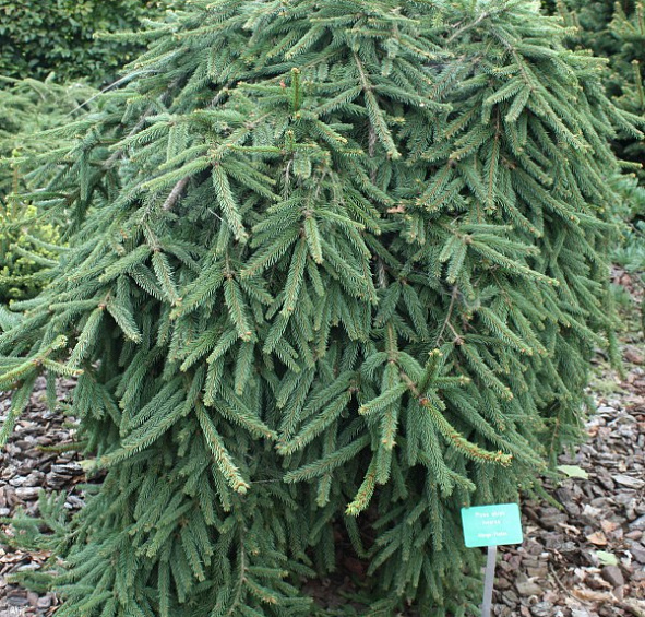 Ель обыкновенная 'Инверса'