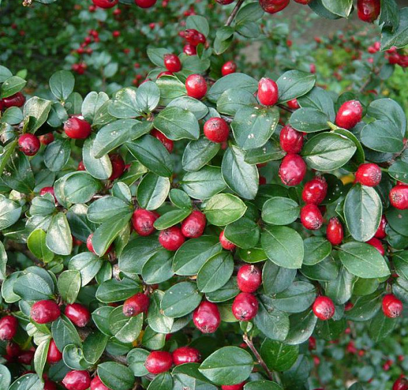 Кизильник растопыренный