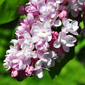 Сирень обыкновенная 'Бель де Ненси' (бело - розовая)