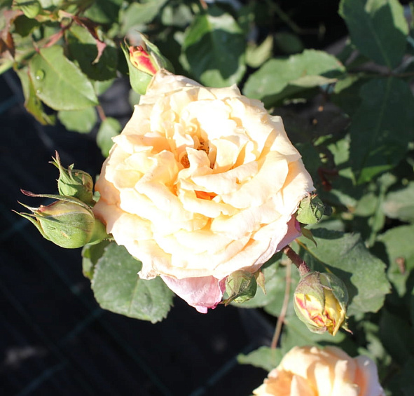 Роза 'Карамелла' (шраб) (персиковая)