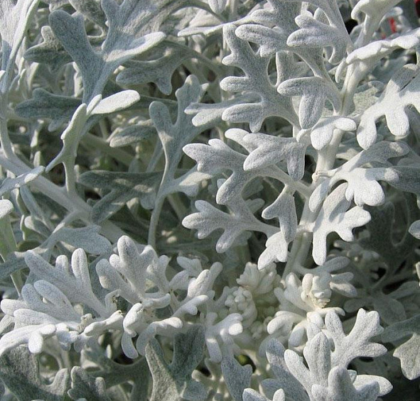 Цинерария морская (приморская)