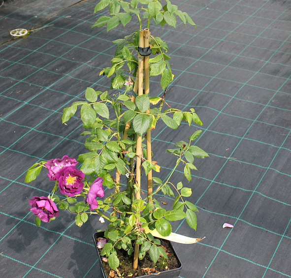 Роза Рапсоди ин Блю (Rhapsody in Blue)