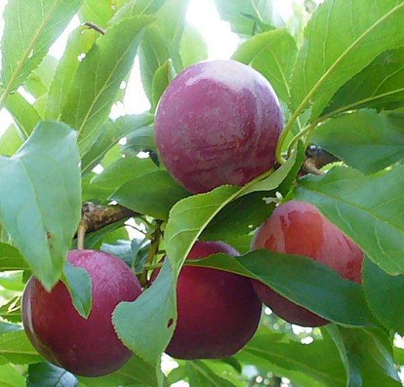 Слива Красный Шар