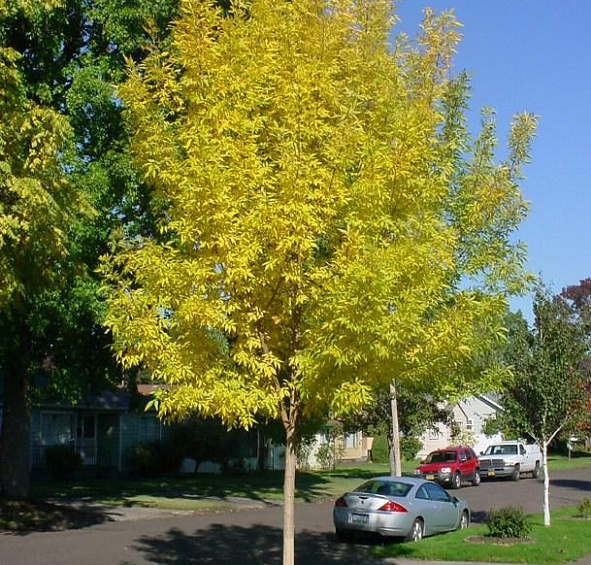 Ясень пенсильванский 'Саммит'