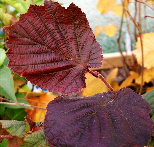 Лещина крупная 'Пурпуреа'