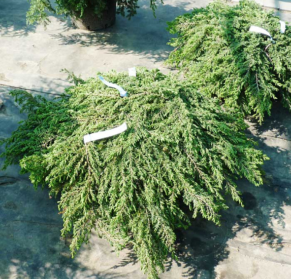 Можжевельник обыкновенный 'Грин Карпет'