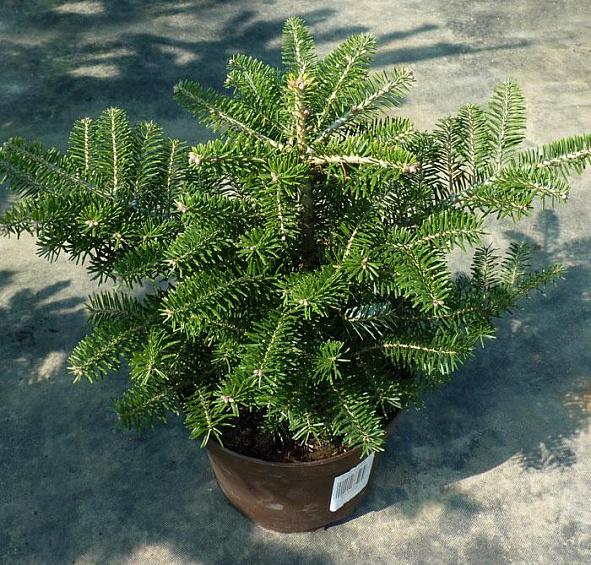 Пихта корейская 'Компакта'