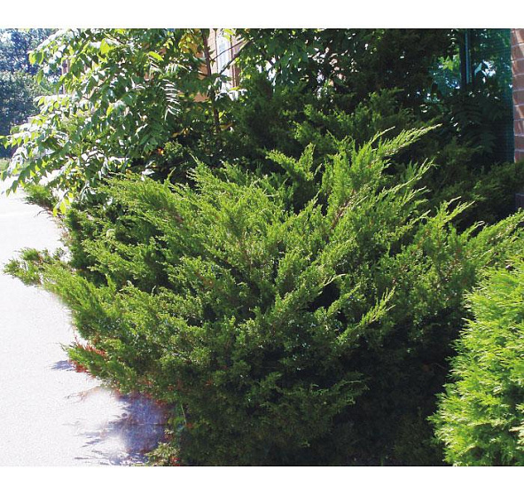 Можжевельник пфитцериана 'Минт Джулеп'