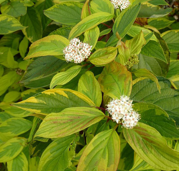 Дерен белый 'Гоучалти'