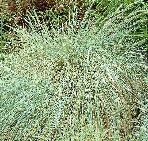 Овсяница сизая Файербол