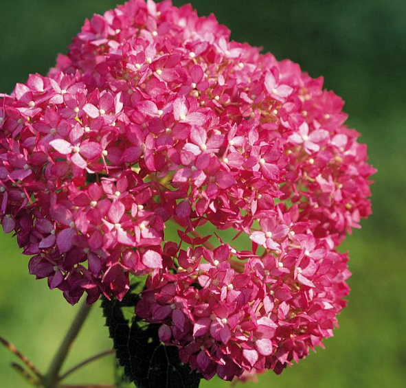 Гортензия древовидная Инвисибель Спирит