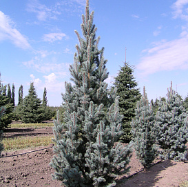 Ель колючая Изели Фастигиата (Iseli Fastigiata)