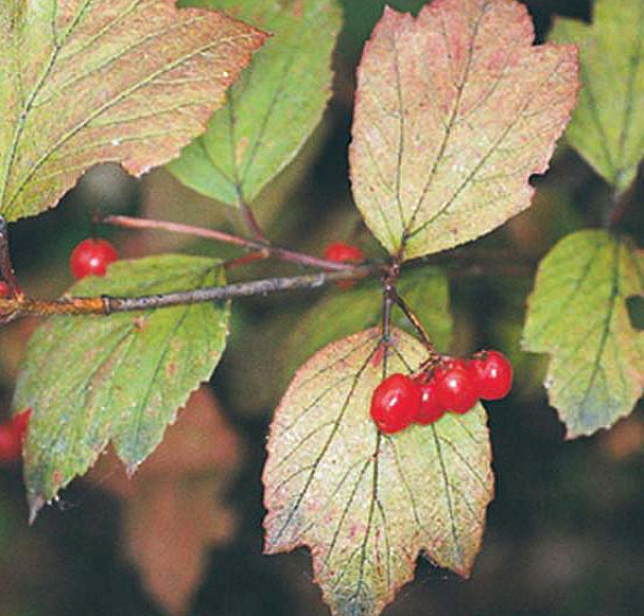 Калина съедобная (Viburnum edule)