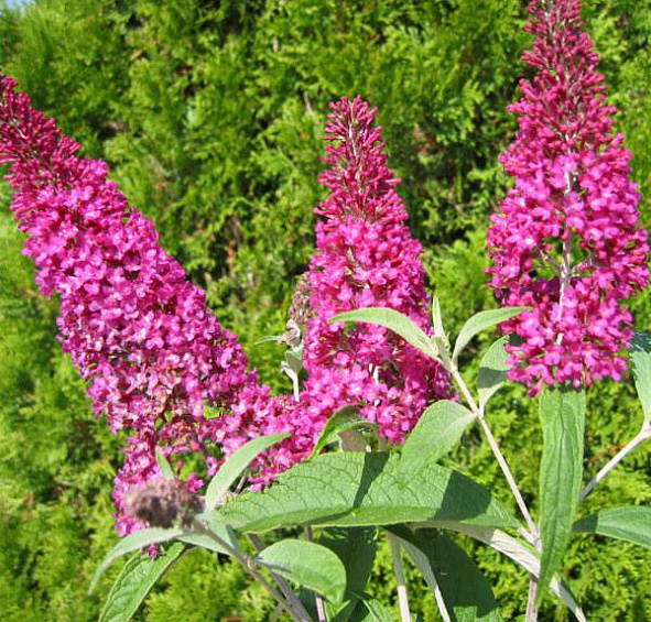 Буддлея Давида 'Саммер Бьюти'