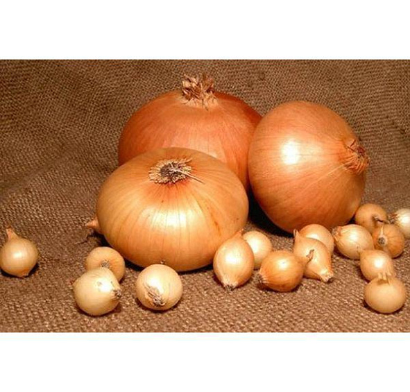 Лук-севок Штуттгартер Ризен 14-21 мм 0,5кг