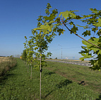 Благоустройство путепровода на ул. Гагарина, г. Домодедово – Южный Домодедово2