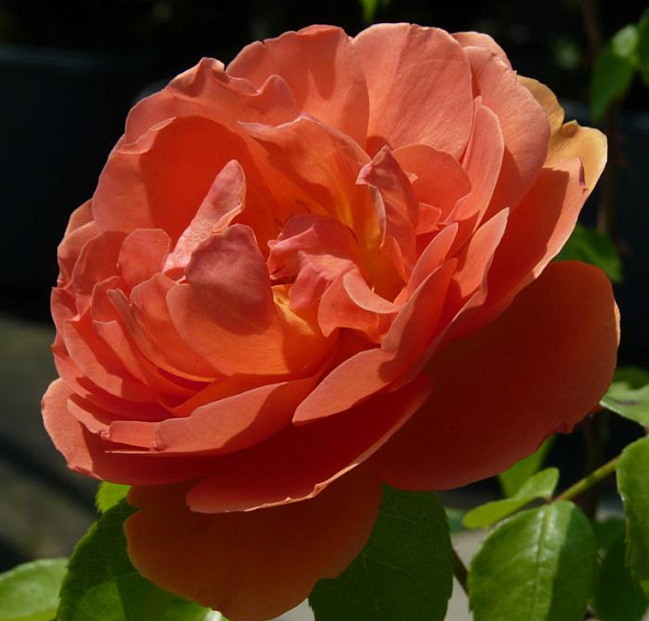 Роза 'Пэт Остин' (парковая, чайно - гибридная) (карминово - красная)