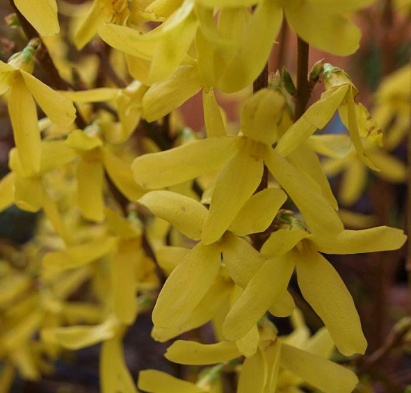Форзиция промежуточная (средняя) 'Миниголд'