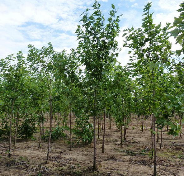 Клен сахарный (серебристый)