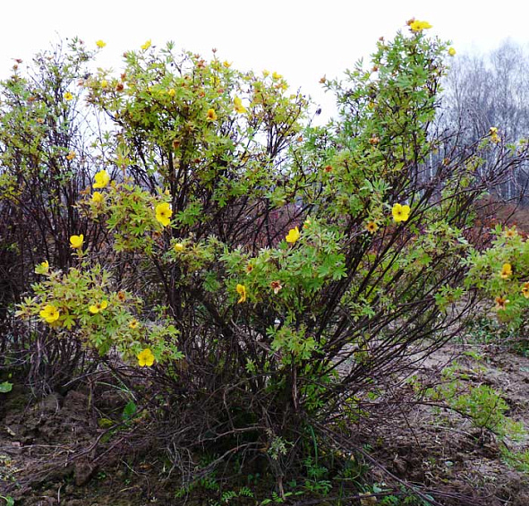 Лапчатка кустарниковая 'Голд Теппич'