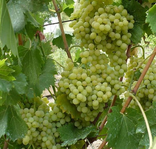 Виноград 'Кишмиш 342'