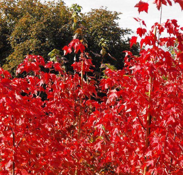 Клен остролистный 'Файервью'