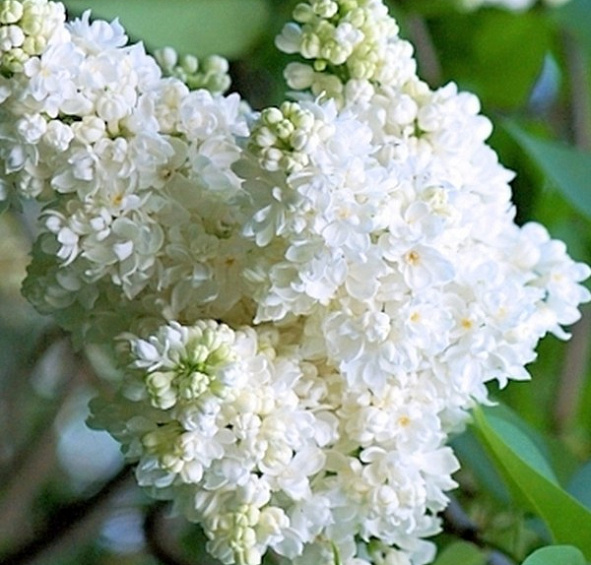 Сирень обыкновенная 'Защитникам Бреста' (белая)