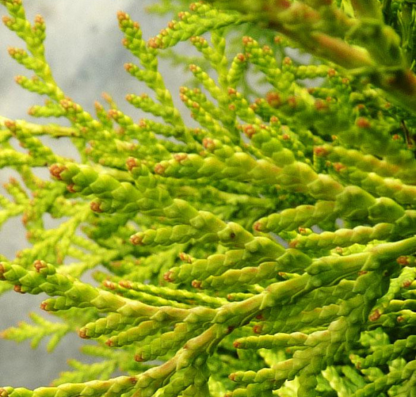 Туя западная 'Голден Глоб'