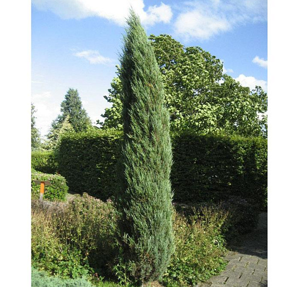 Можжевельник скальный 'Блу Арроу'