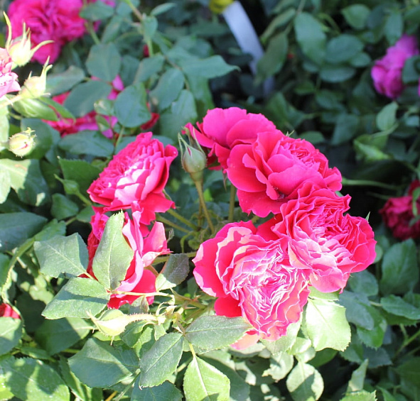 Роза 'Черри Герл' (флорибунда) (красная)