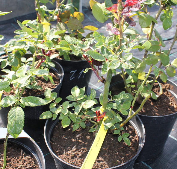 Роза Эль Торо (El Toro)