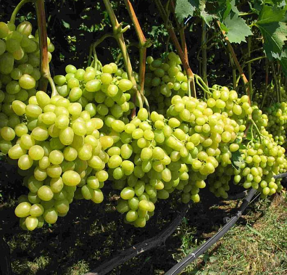 Виноград 'Аркадия'