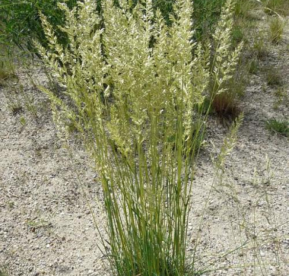 Калерия (тонконог) сизая