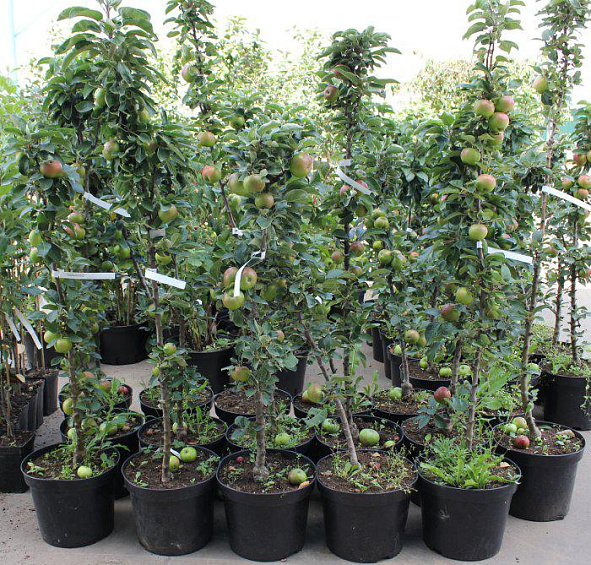 Яблоня колоновидная 'Московское ожерелье'