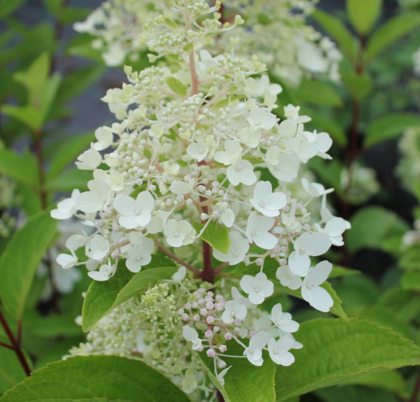 Гортензия метельчатая 'Канделайт'