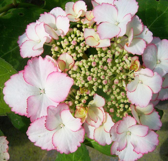 Гортензия крупнолистная 'Лов ю Кисс'